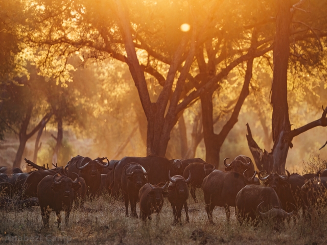 A herd of cape buffalo in a dusty red sunset, as seen on a luxury safari from Anabezi Camp in the Lower Zambezi of Zambia