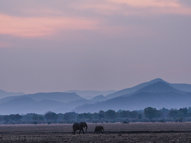 Two elephants walk across the plains, with purple hills in the background, as seen on a luxury safari from Anabezi Camp in the Lower Zambezi of Zambia