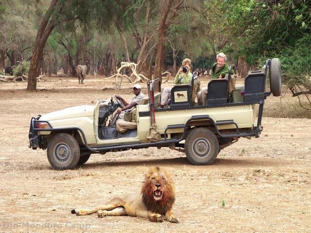 Two guests on a private luxury safari in Lower Zambezi National Park photograph a lion resting just three meters from their safari vehicle