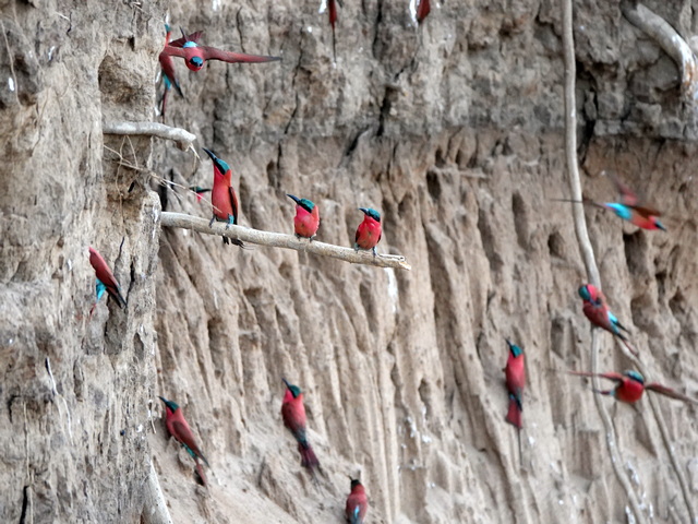 Dozens of carmine bee-eaters perched on the river bank of the Lower Zambezi near Anabezi Camp in Zambia