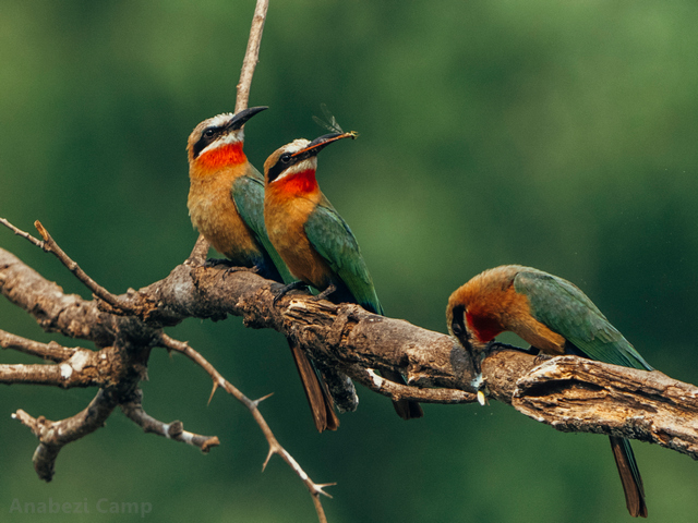 colorful birds perched on a branch with insects lower zambezi