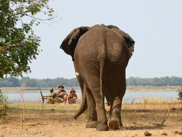 The rear side of an elephant as it walks towards two guests and their guide crouched on the ground on a luxury walking safari at Sausage Tree Camp in the Lower Zambezi, Zambia