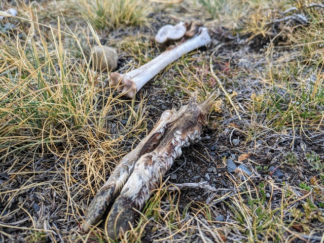 A half-eaten guanaco leg and bone is evidence of pumas near Cerro Guido in Torres del Paine National Park, Chile