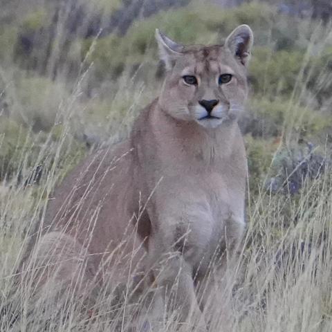 A puma looks at the camera in Torres Del Paine National Park in Patagonia Chile