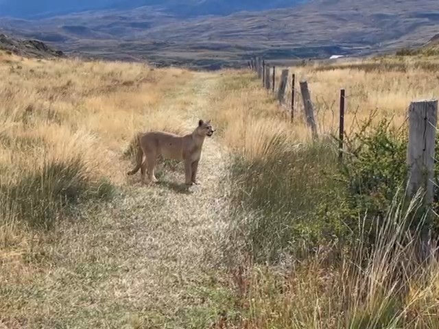 a puma standing next to a fence in Torres Del Paine National Park in the Patagonia region of Chile