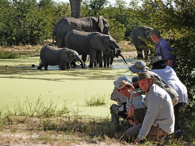Smiling guests on a luxury walking safari in Hwange National Park watch elephants drinking from close proximity