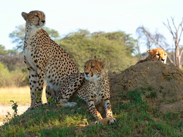 Three cheetahs at rest on a termite mound near Camelthorn Lodge on a luxury safari in Hwange National Park Zimbabwe