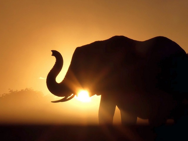An elephant's silhouette against the setting sin near Jozibanini Camp on a luxury safari in Hwange National Park Zimbabwe