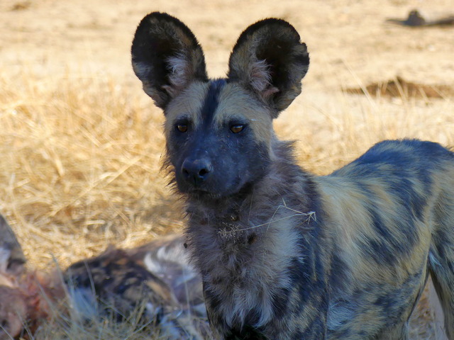 A highly endangered African wild dog peers at the camera near Camelthorn Lodge on a luxury safari in Hwange National Park Zimbabwe