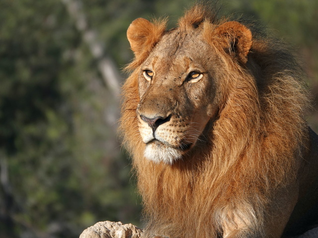 A male lion resting in perfect morning light near Camelthorn Lodge on a luxury safari in Hwange National Park Zimbabwe