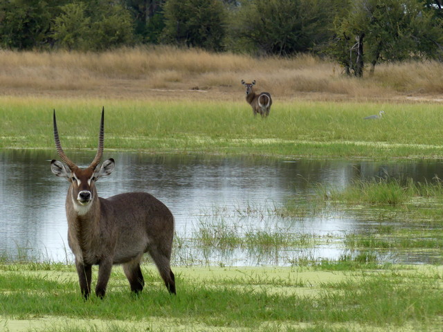 A waterbuck in the grass and wetlands near Bomani Tented Camp on a luxury safari in Hwange National Park Zimbabwe