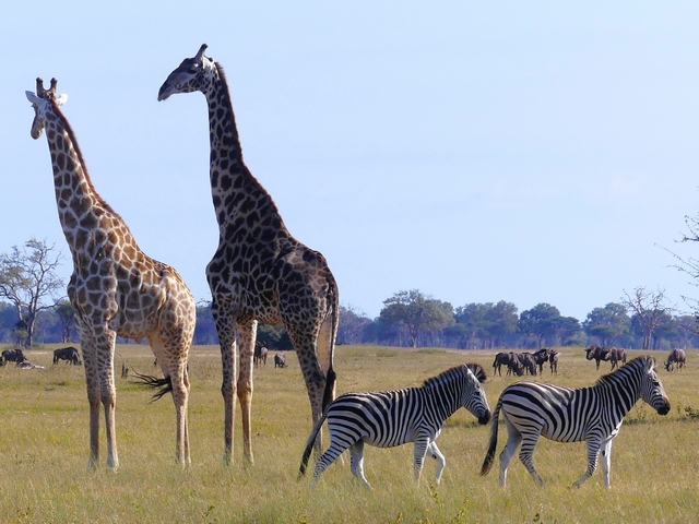 Two giraffe tower over zebras and other plains game on the Ngamo Plains near Camelthorn Lodge on a luxury safari in Hwange National Park Zimbabwe