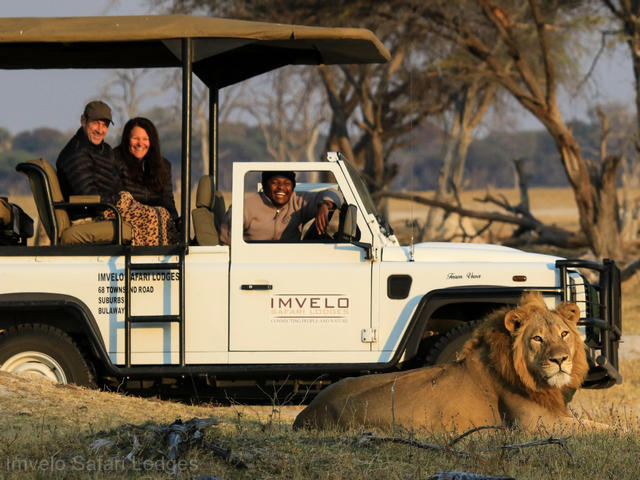 Guests in a luxury safari vehicle have huge smiles on their face as they watch a male lion lying just several feet away from their vehicle during a game drive in Hwange National Park Zimbabwe