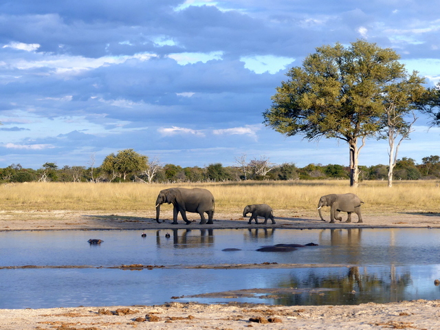 Three elephants walk near the water's edge near Camelthorn Lodge during a game drive on a luxury safari in Hwange National Park Zimbabwe