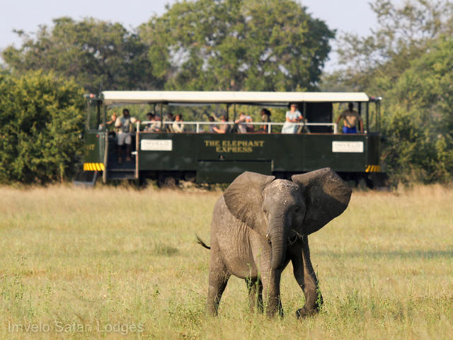 Guests on the Elephant Express luxury safari train in Hwange National Park Zimbabwe admire an adolescent elephant grazing in the grass