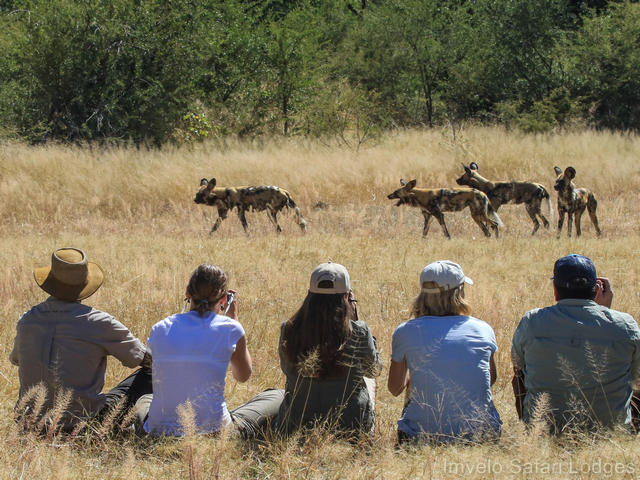 Guests on a luxury walking safari in Hwange National Park watch a pack of wild dogs from close proximity