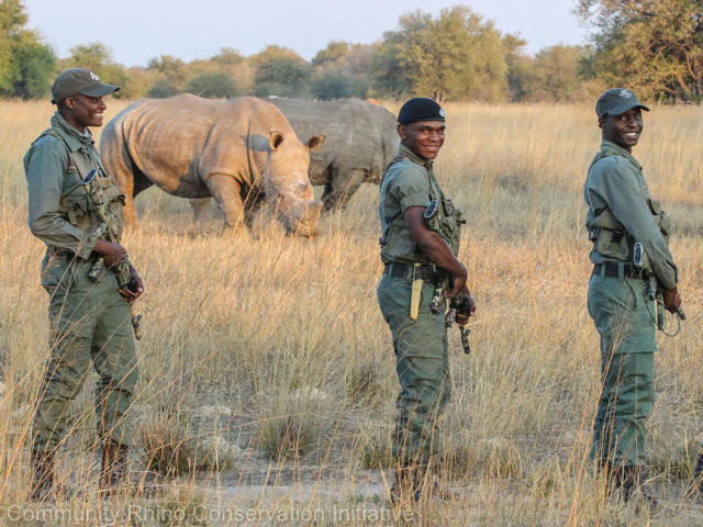 Three armed rangers stand guard over two recently reintroduced white rhinos at the Community Rhino Conservation Initiative