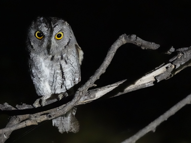 owl seen on a night drive safari in Hwange National Park