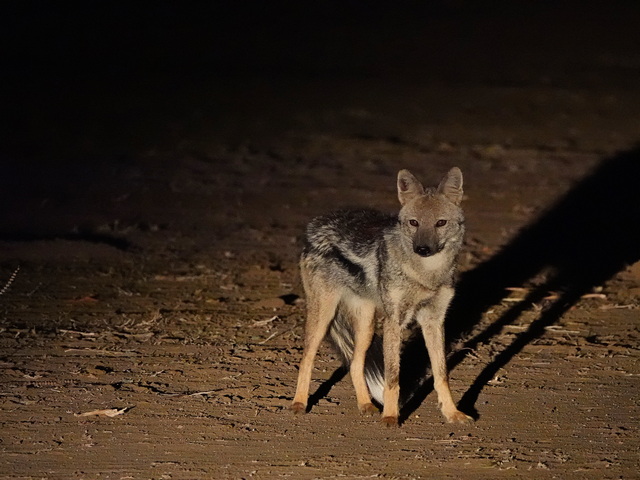 side striped jackal seen during a night drive on a luxury safari in Hwange National Park Zimbabwe