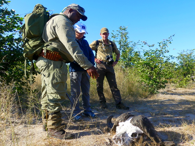 A safari guide shows visitors a cape buffalo skull while on a walking safari near Nehimba Camp in Hwange National Park