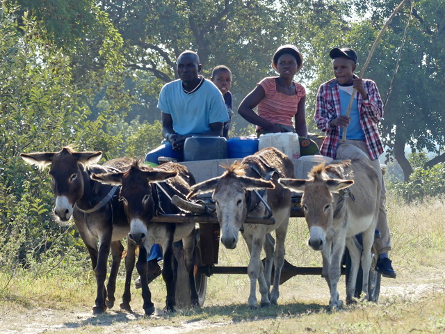 A family rides a mule cart to fetch water at a well outside Hwange National Park Zimbabwe