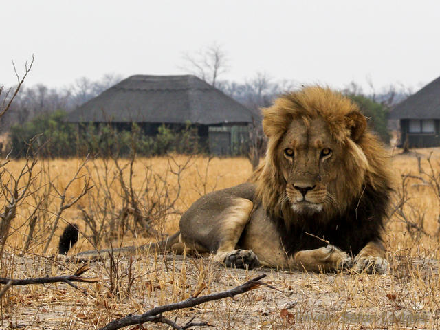 A large male lion lying in the grass just outside the guest chalets at Nehimba Camp, a luxury safari camp in Hwange National Park Zimbabwe