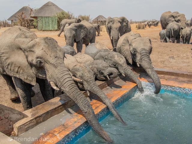 A dozen elephants drinking water out of the swimming pool at Nehimba camp, a luxury safari camp with some of the best elephant encounters in all of Zimbabwe