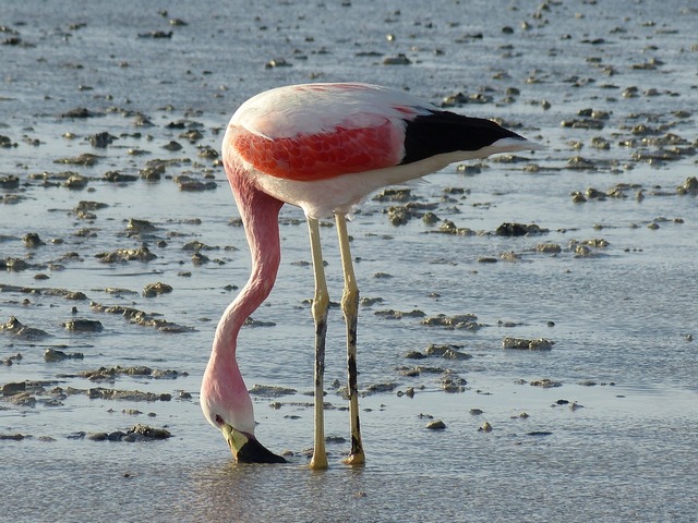 Flamenco Austral (Chilean flamingo) seen near el Chalten in Patagonia Argentina