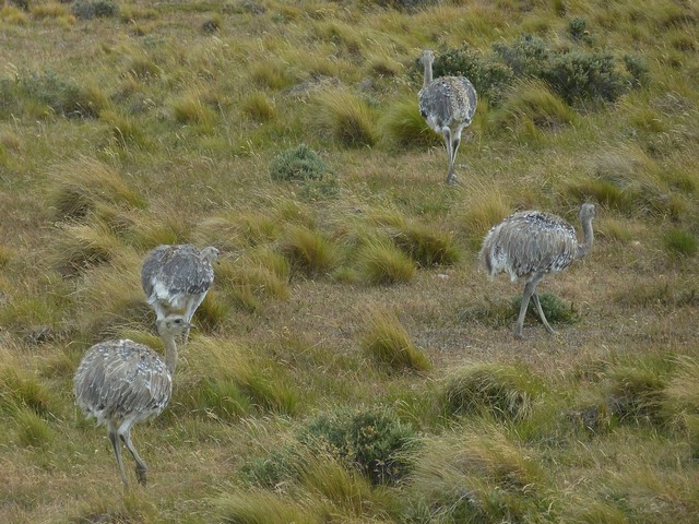 Choique (rhea / ostrich) seen in Patagonia Chile Torres del Paine