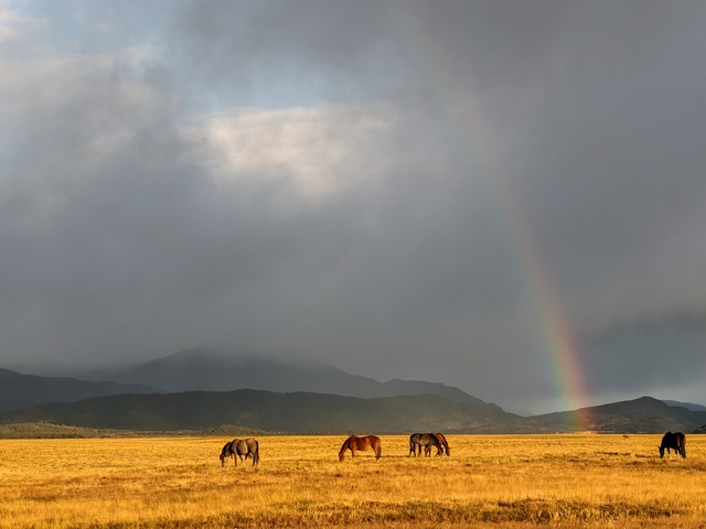 Four horses graze on grass underneath a rainbow in Torres del Paine National Park in Patagonia, Chile