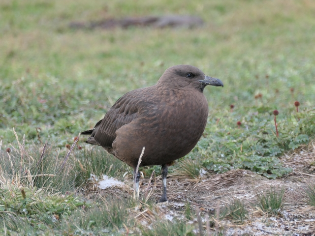 a brown skua standing in grass at st andews bay south georgia island