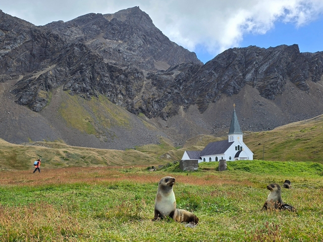 two young antarctic fur seals at Grytviken, with the church and mountains visible behind them