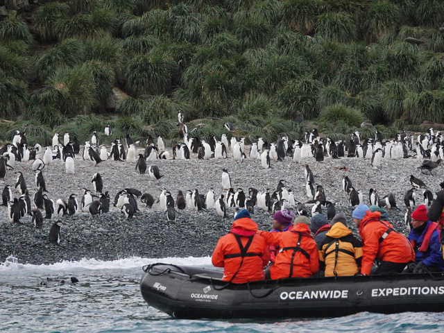 Antarctic cruise ship passengers photographing chinstrap penguins from a Zodiac in Cooper Bay South Georgia Island