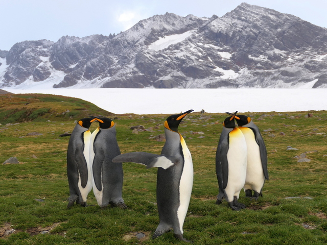 two pairs of courting king penguins on green tundra with glaciers and mountains behind them