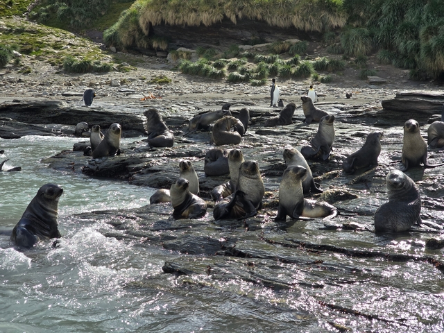 more than a dozen Antarctic fur seal pups sitting on rocks at the water's edge on South Georgia Island