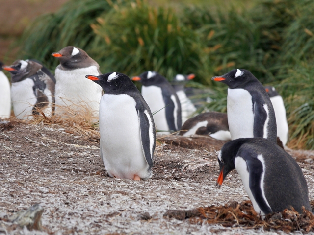 a half dozen gentoo penguins sitting on nests next to tussock grass at Godthul South Georgia Island