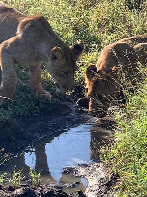 two lions drinking from a water hole