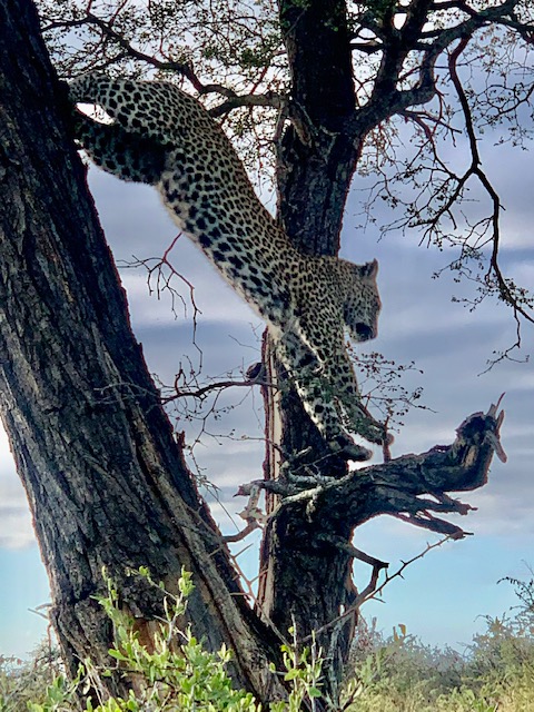 leopard jumping down from branch to branch on a tree