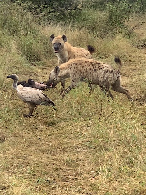 two hyenas scavenge an animal carcass while a large vulture watches