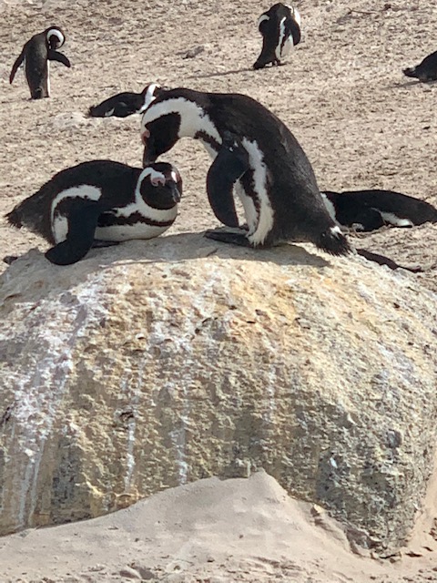 African penguins lying on a rock at Boulders Beach in Cape Town