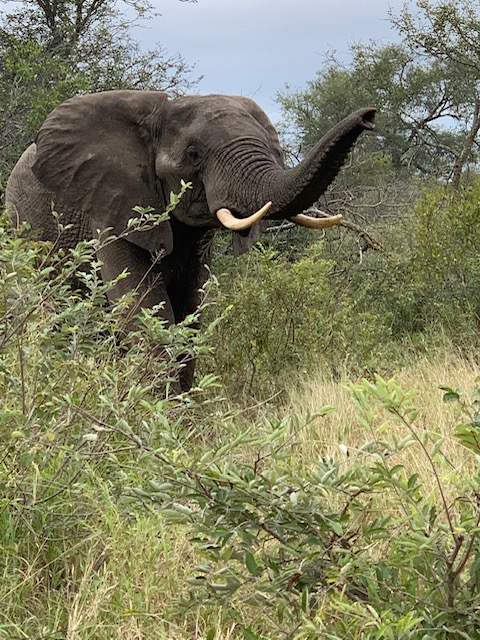 elephant in the brush, with its trunk extended out in the air as it investigates smells