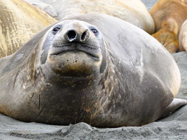 close-up of a female elephant seal showing nose excretions, scarring, and fur