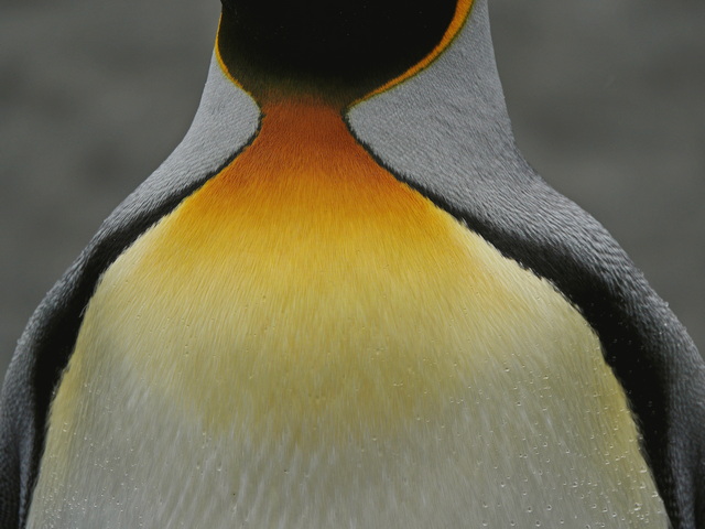 close-up of the golden feathers on a king penguin's breast