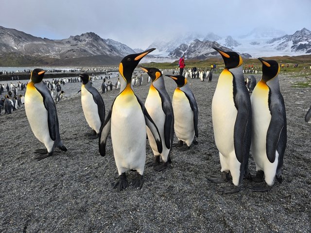 seven king penguins up close, with hundreds of penguins visible on the beach behind them at st andrews bay south georgia island