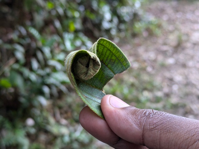 A leaf rolled around the egg of a giraffe necked weevil at Andasibe Madagascar