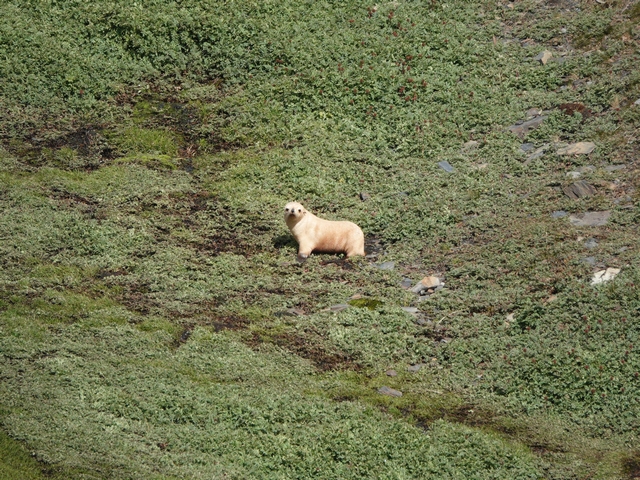 a blonde fur seal on south georgia island, the coloration due to leucism