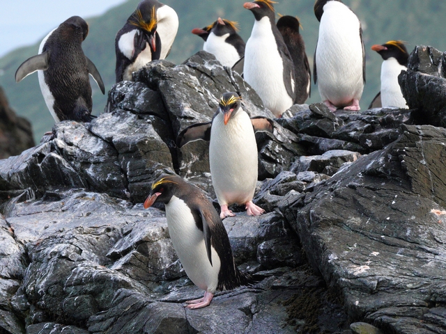 medium-range shot of a half dozen macaroni penguins in a rookery on South Georgia Island