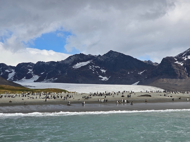 hundreds of penguins on a South Georgia island beach, with glaciers and jagged mountains in the distance
