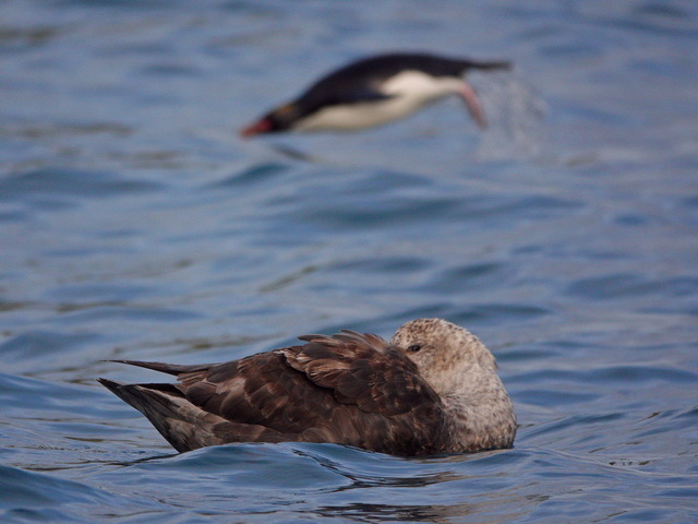 a southern giant petrel rests in the waters of south georgia island while a macaroni penguin jumps out of the water in the background