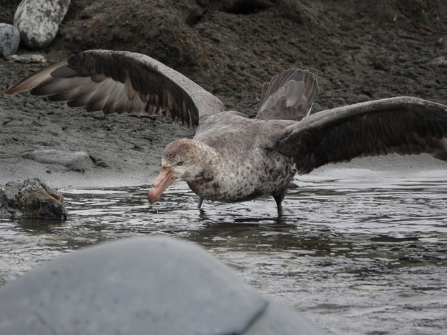 a southern giant petrel standing in shallow water with its massive winds spread